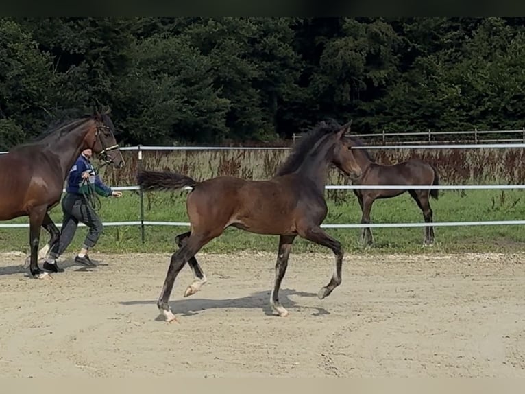 Duitse rijpony Hengst Veulen (05/2025) Bruin in Bassum