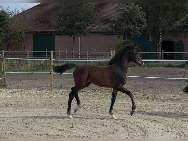 Duitse rijpony Hengst Veulen (05/2025) Bruin in Bassum