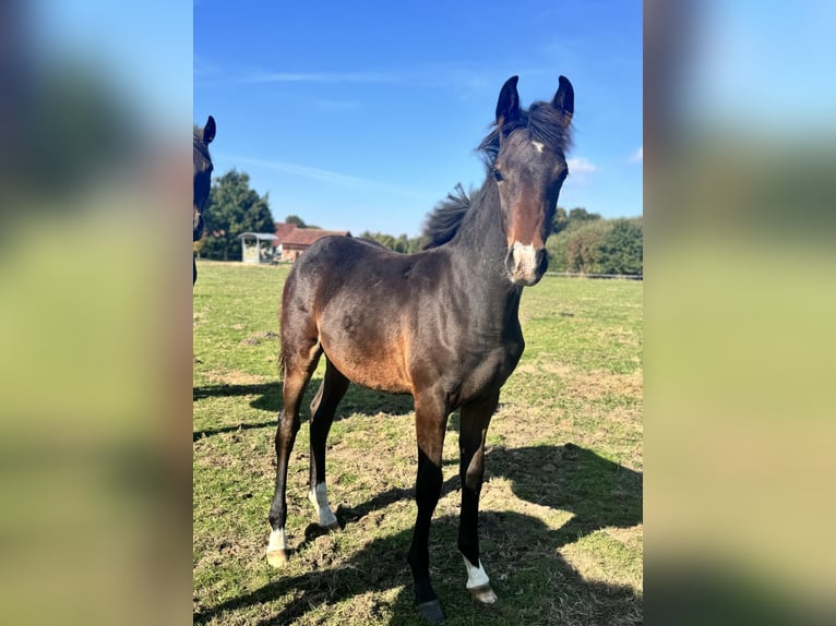 Duitse rijpony Hengst Veulen (05/2025) Bruin in Bassum