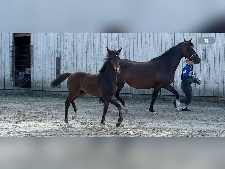 Duitse rijpony Hengst Veulen (05/2025) Bruin in Bassum
