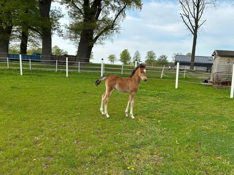 Duitse rijpony Hengst  Bruin in Rheda-Wiedenbrück
