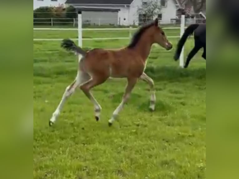 Duitse rijpony Hengst  Bruin in Rheda-Wiedenbrück