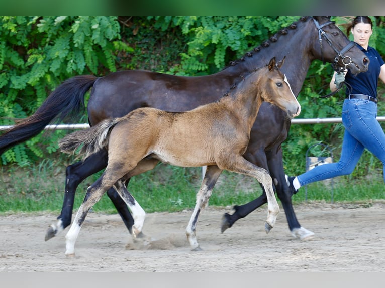 Duitse rijpony Hengst Veulen (04/2026) Bruin in Lilienthal