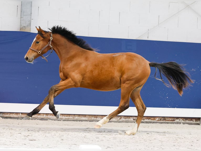 Duitse rijpony Hengst Veulen (05/2025) Bruin in Marsberg