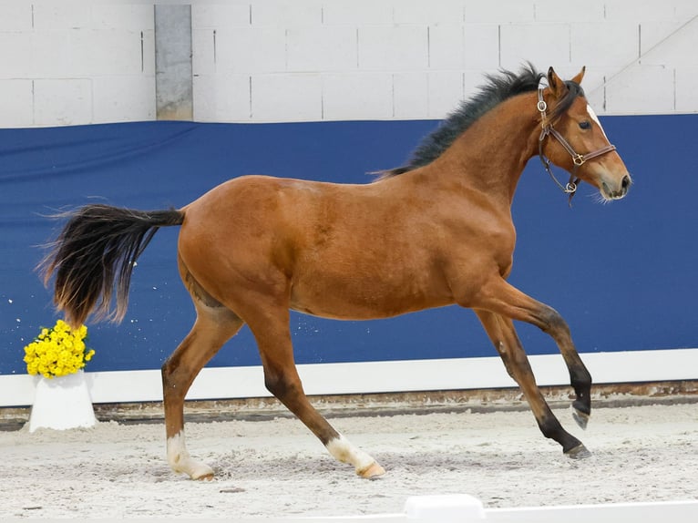 Duitse rijpony Hengst Veulen (05/2025) Bruin in Marsberg