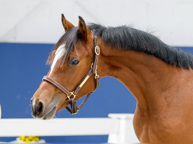 Duitse rijpony Hengst Veulen (05/2025) Bruin in Marsberg