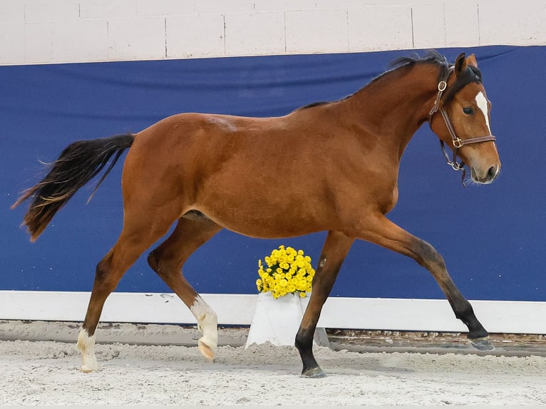 Duitse rijpony Hengst Veulen (05/2025) Bruin in Marsberg