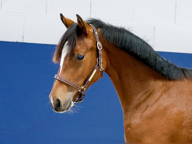 Duitse rijpony Hengst Veulen (05/2025) Bruin in Marsberg