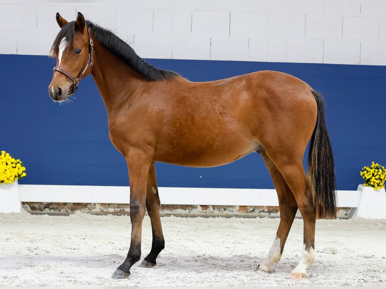 Duitse rijpony Hengst Veulen (05/2025) Bruin in Marsberg