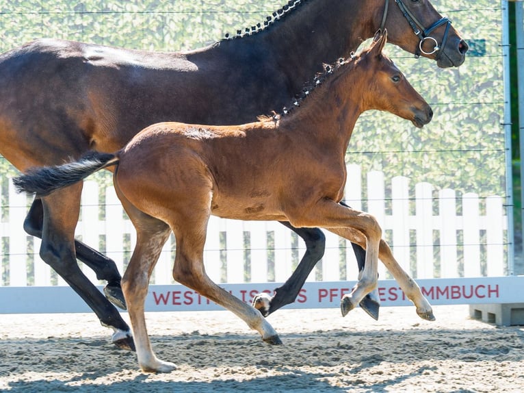 Duitse rijpony Hengst Veulen (04/2026) Bruin in Mnster-Handorf