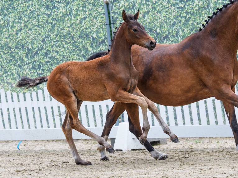 Duitse rijpony Hengst Veulen (04/2026) Bruin in Mnster-Handorf