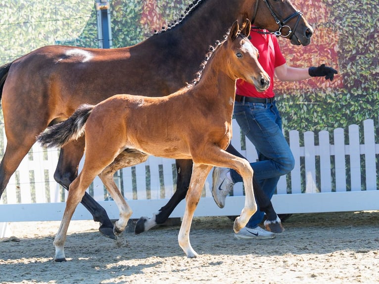 Duitse rijpony Hengst Veulen (04/2026) Bruin in Mnster-Handorf
