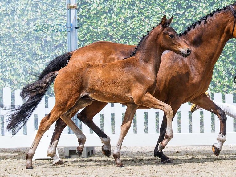 Duitse rijpony Hengst Veulen (04/2026) Bruin in Mnster-Handorf