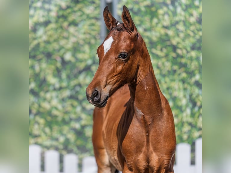 Duitse rijpony Hengst Veulen (04/2026) Bruin in Mnster-Handorf