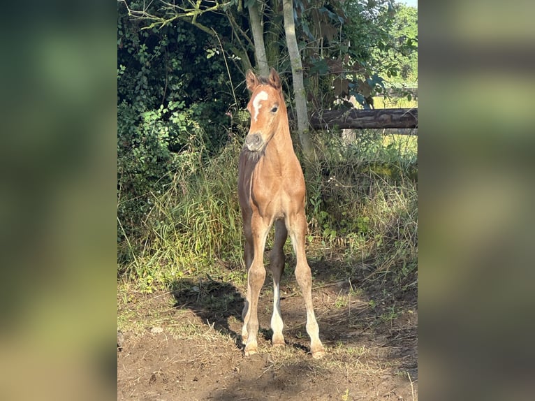 Duitse rijpony Hengst veulen (06/2024) Bruin in Dormagen