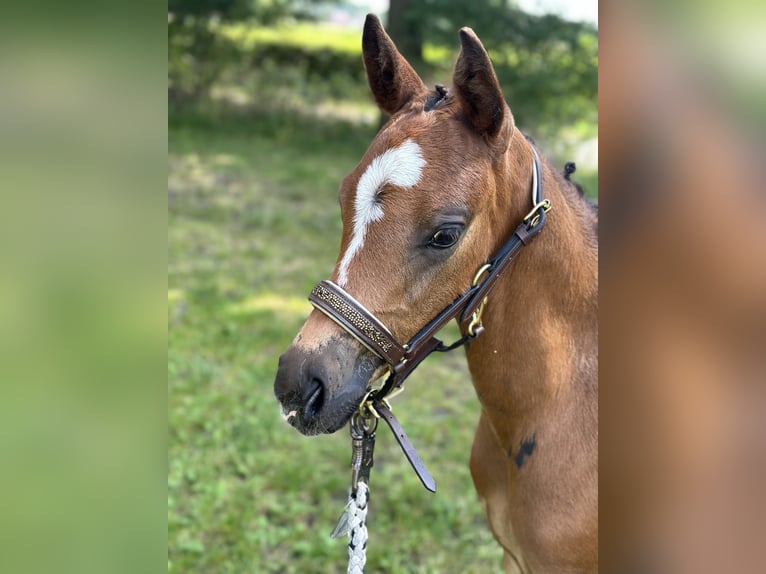 Duitse rijpony Hengst veulen (06/2024) Bruin in Dormagen