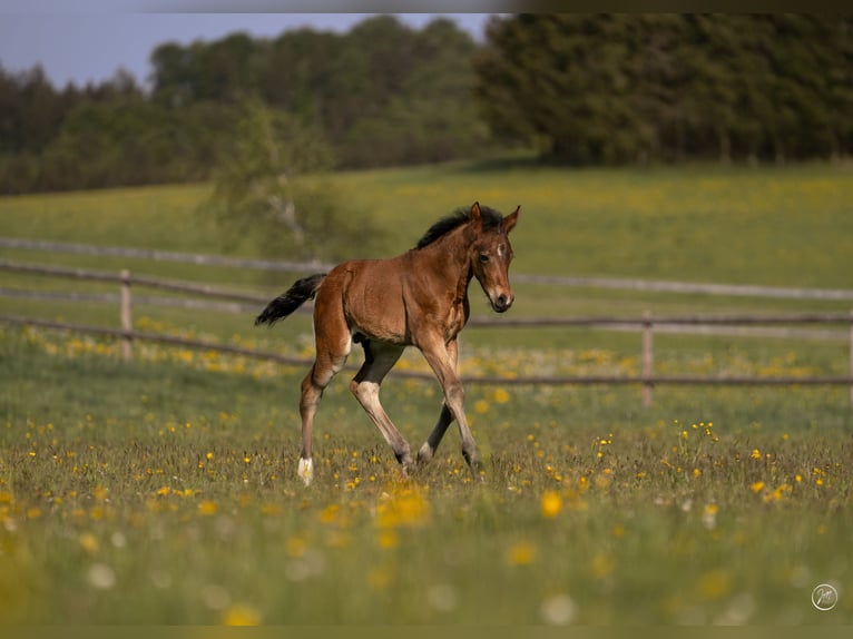 Duitse rijpony Hengst Veulen (04/2026) Bruin in NusplingenNusplingen
