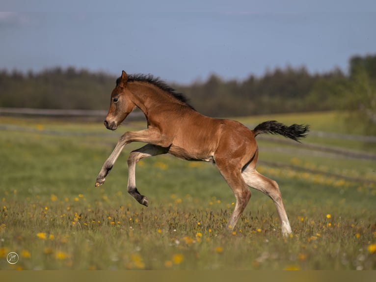 Duitse rijpony Hengst Veulen (04/2026) Bruin in NusplingenNusplingen