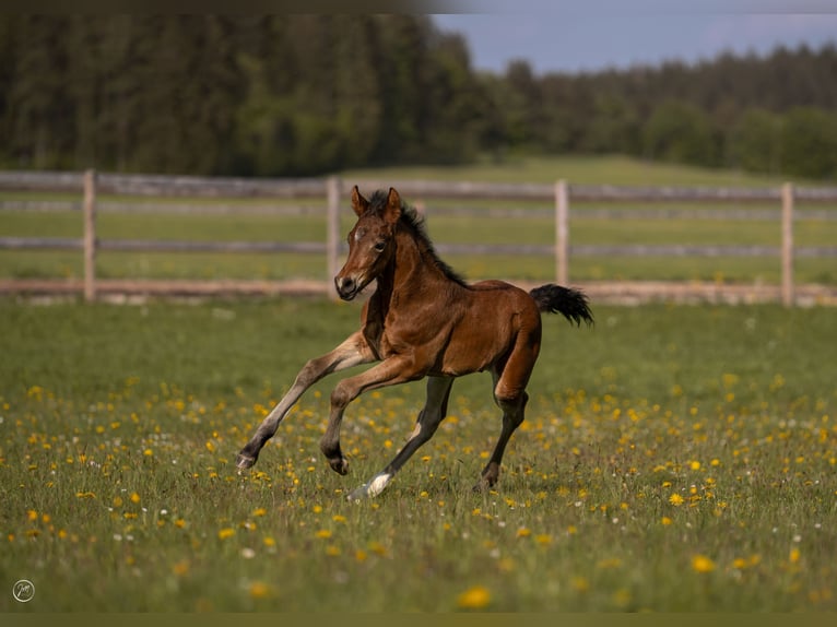 Duitse rijpony Hengst Veulen (04/2026) Bruin in NusplingenNusplingen
