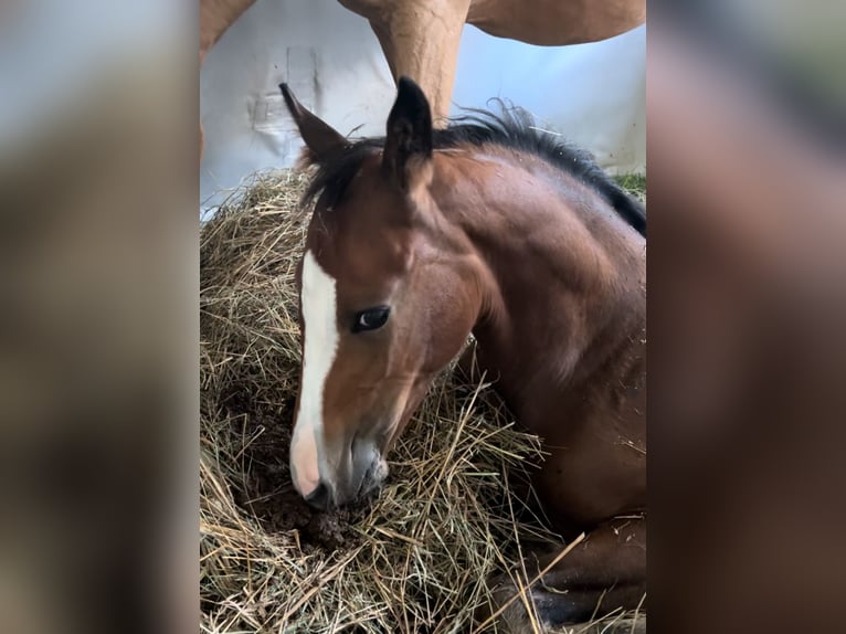 Duitse rijpony Hengst  Bruin in Pitten