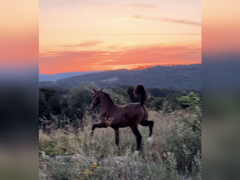 Duitse rijpony Hengst  Bruin in Pitten