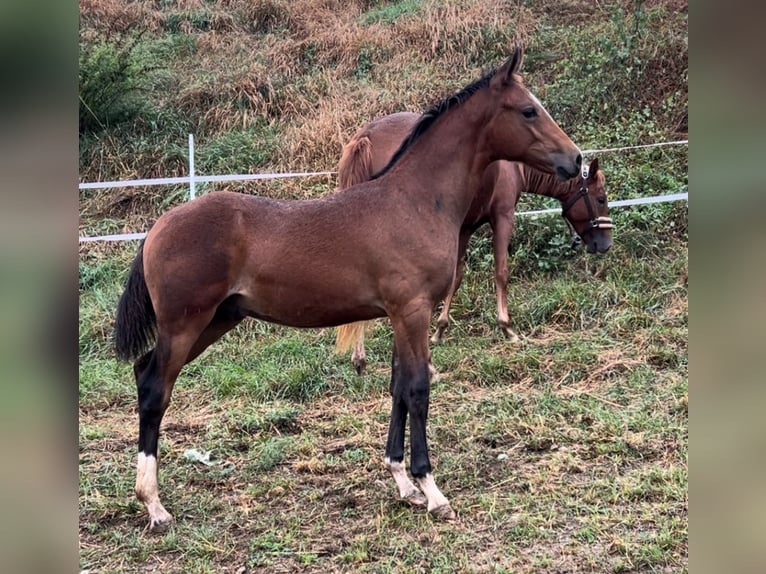 Duitse rijpony Hengst  Bruin in Pitten