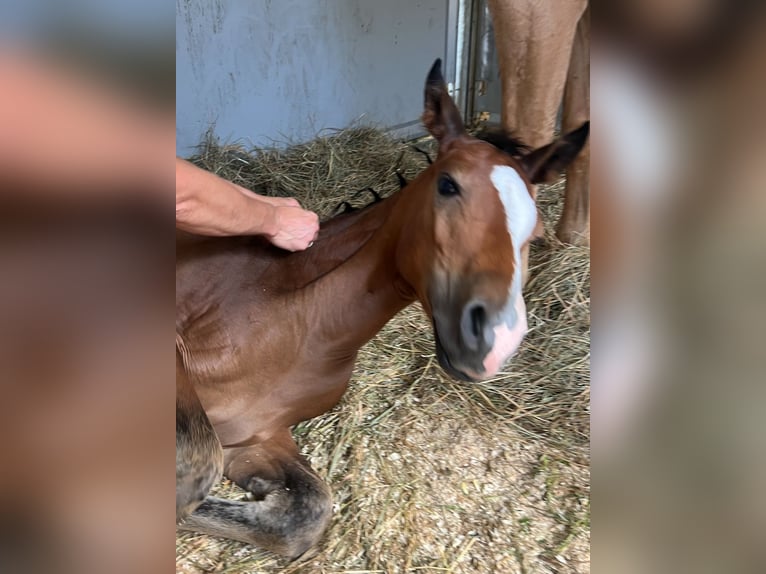 Duitse rijpony Hengst  Bruin in Pitten