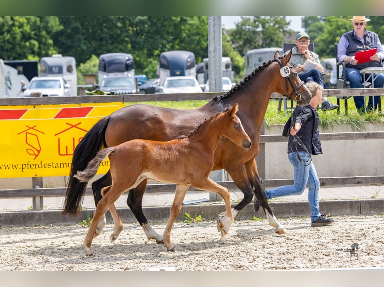 Duitse rijpony Hengst veulen (04/2024) Bruin in Essen (Oldenburg)