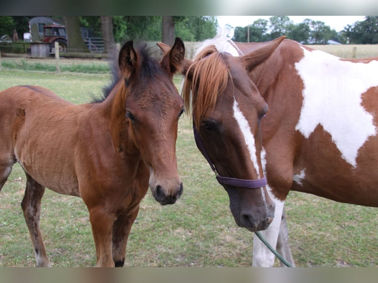 Duitse rijpony Hengst Veulen (04/2026) Bruin in Steinfeld (Oldenburg)