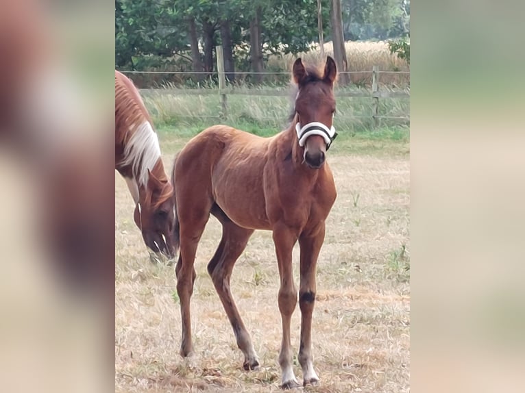 Duitse rijpony Hengst Veulen (04/2026) Bruin in Steinfeld (Oldenburg)