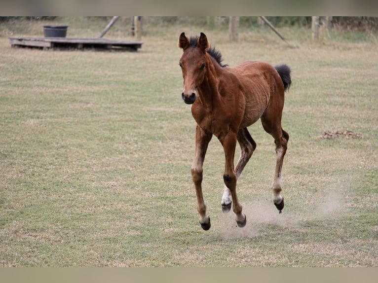 Duitse rijpony Hengst Veulen (04/2026) Bruin in Steinfeld (Oldenburg)