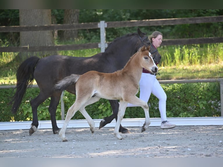 Duitse rijpony Hengst Veulen (04/2025) Bruin in Marienflie&#xDF;