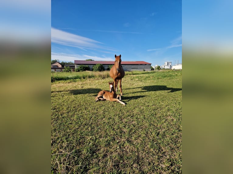 Duitse rijpony Hengst  Bruin in Bismark (Altmark)