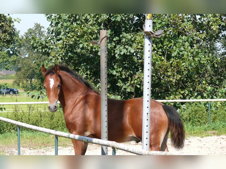 Duitse rijpony Hengst  Bruin in Geldern