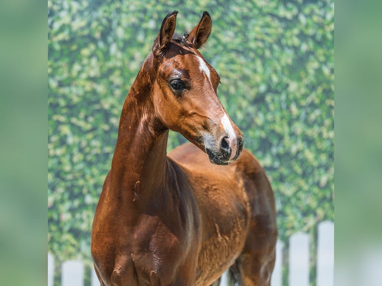 Duitse rijpony Hengst Veulen (03/2026) Bruin in Mnster-Handorf
