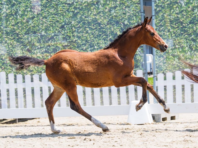 Duitse rijpony Hengst Veulen (03/2026) Bruin in Mnster-Handorf
