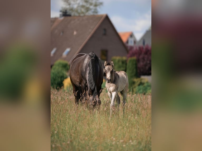 Duitse rijpony Hengst veulen (05/2024) Buckskin in Buxtehude