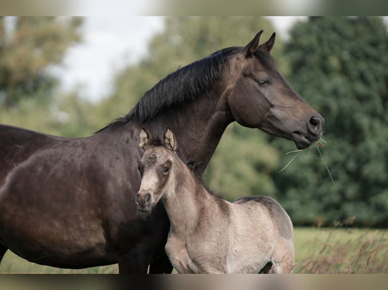 Duitse rijpony Hengst veulen (05/2024) Buckskin in Buxtehude