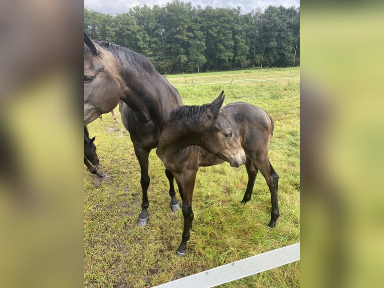 Duitse rijpony Hengst veulen (05/2024) Buckskin in Buxtehude