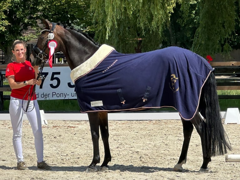 Duitse rijpony Hengst Veulen (06/2025) Buckskin in AlheimAlheim