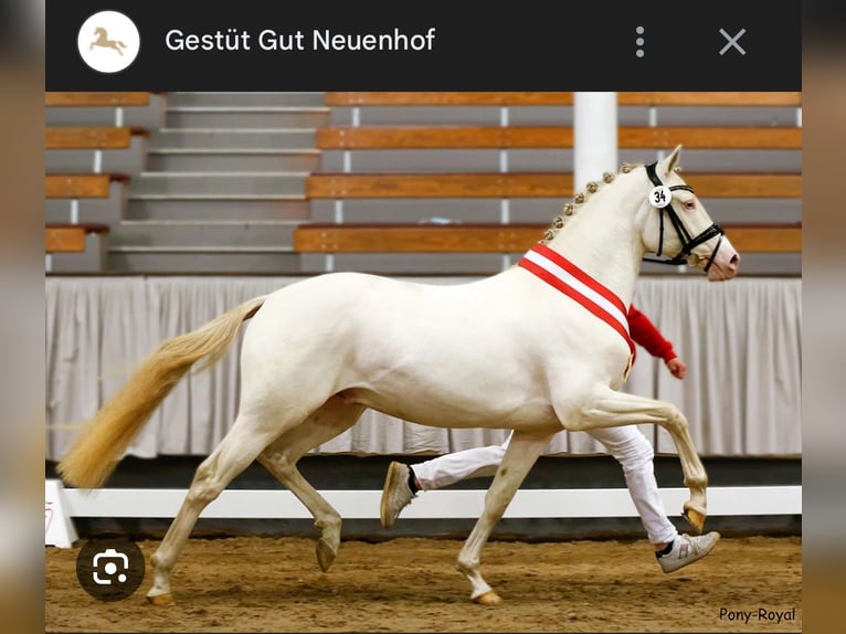 Duitse rijpony Hengst Veulen (06/2025) Buckskin in AlheimAlheim