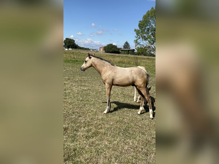 Duitse rijpony Hengst Veulen (04/2026) Buckskin in Könnern