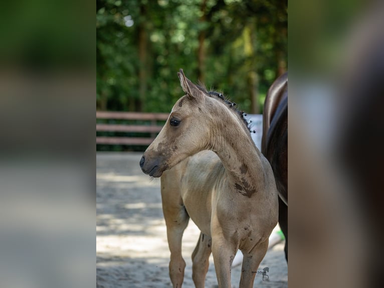 Duitse rijpony Hengst veulen (05/2024) Buckskin in Bad Essen