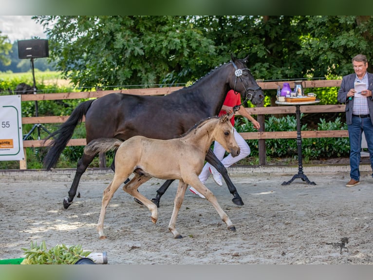 Duitse rijpony Hengst veulen (05/2024) Buckskin in Bad Essen