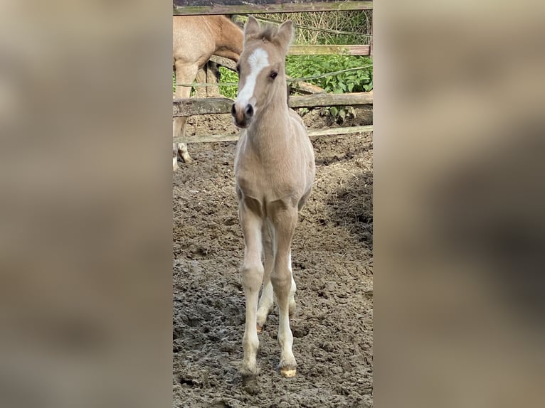 Duitse rijpony Hengst veulen (01/2024) Buckskin in Achim