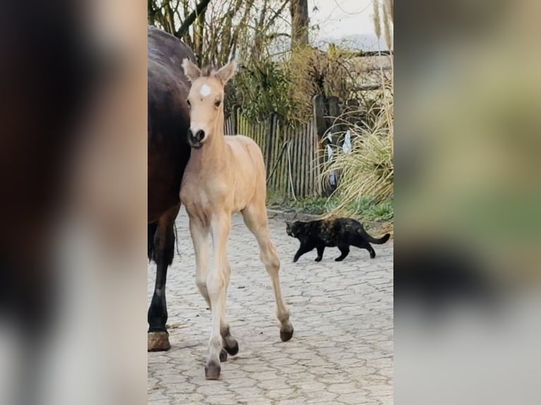 Duitse rijpony Hengst Veulen (01/2026) Buckskin in Achim
