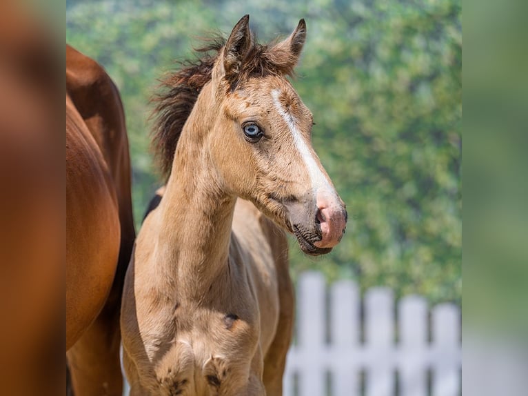 Duitse rijpony Hengst Veulen (05/2026) Buckskin in Mnster-Handorf
