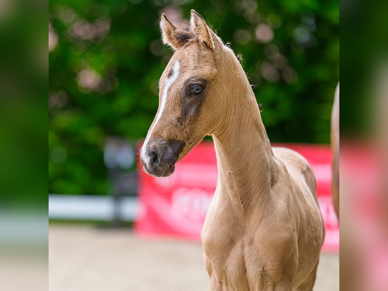 Duitse rijpony Hengst Veulen (04/2026) Buckskin in Mnster-Handorf