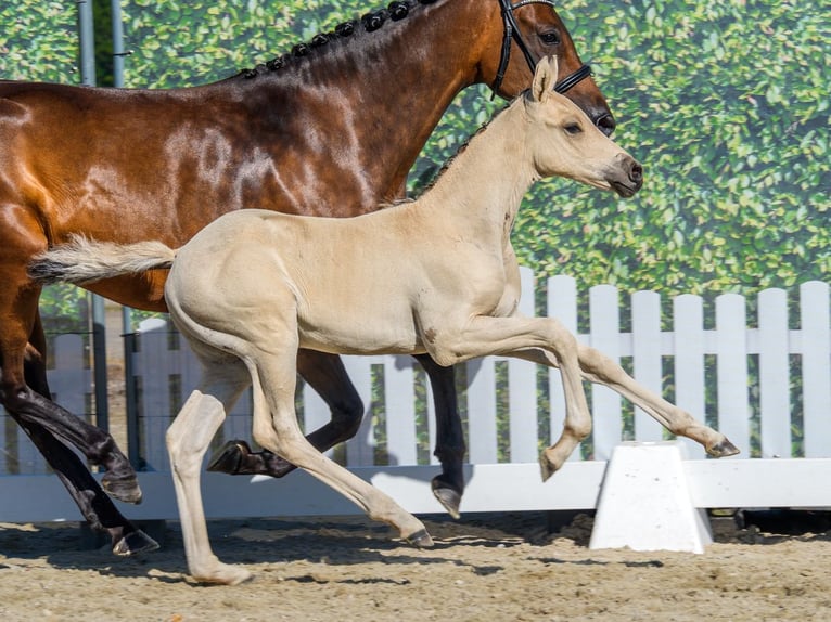 Duitse rijpony Hengst Veulen (06/2026) Buckskin in Mnster-Handorf