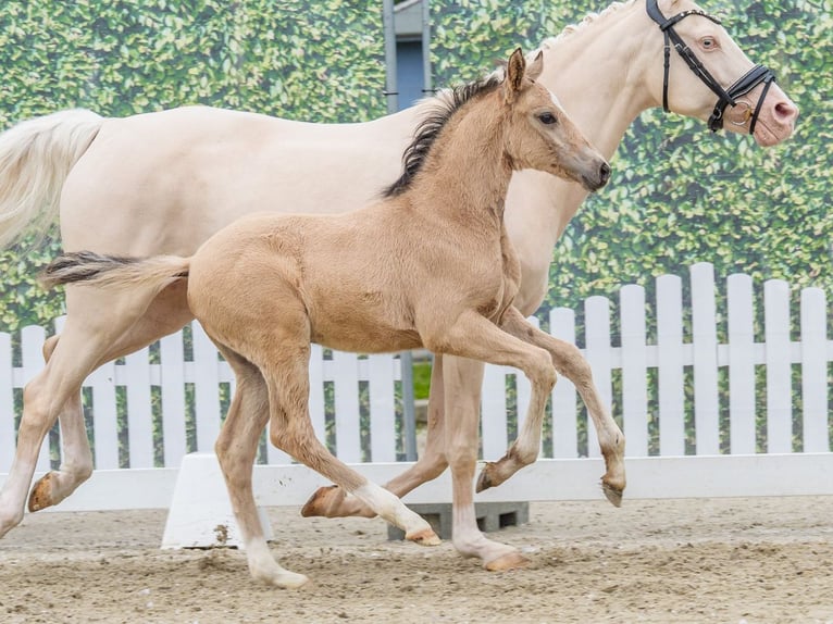 Duitse rijpony Hengst Veulen (04/2026) Buckskin in Mnster-Handorf